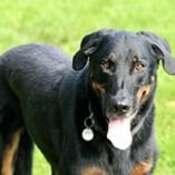 beauceron